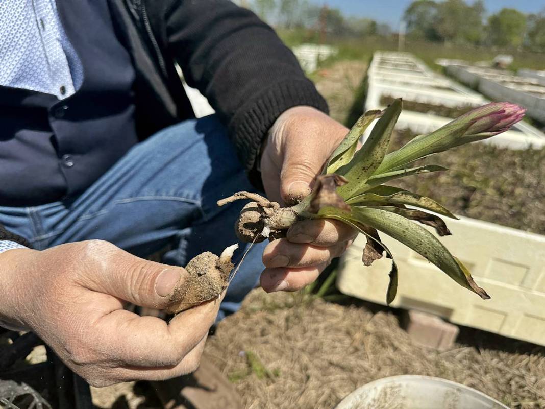 O kentte özel izinle üretiliyor: Tanesi 700 TL! Hasat başladı, üreticinin yüzü gülüyor 14